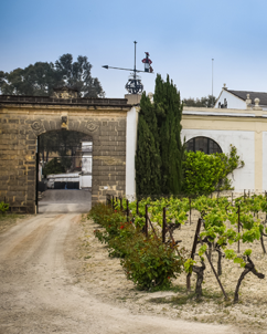 Viña y bodega San Manuel