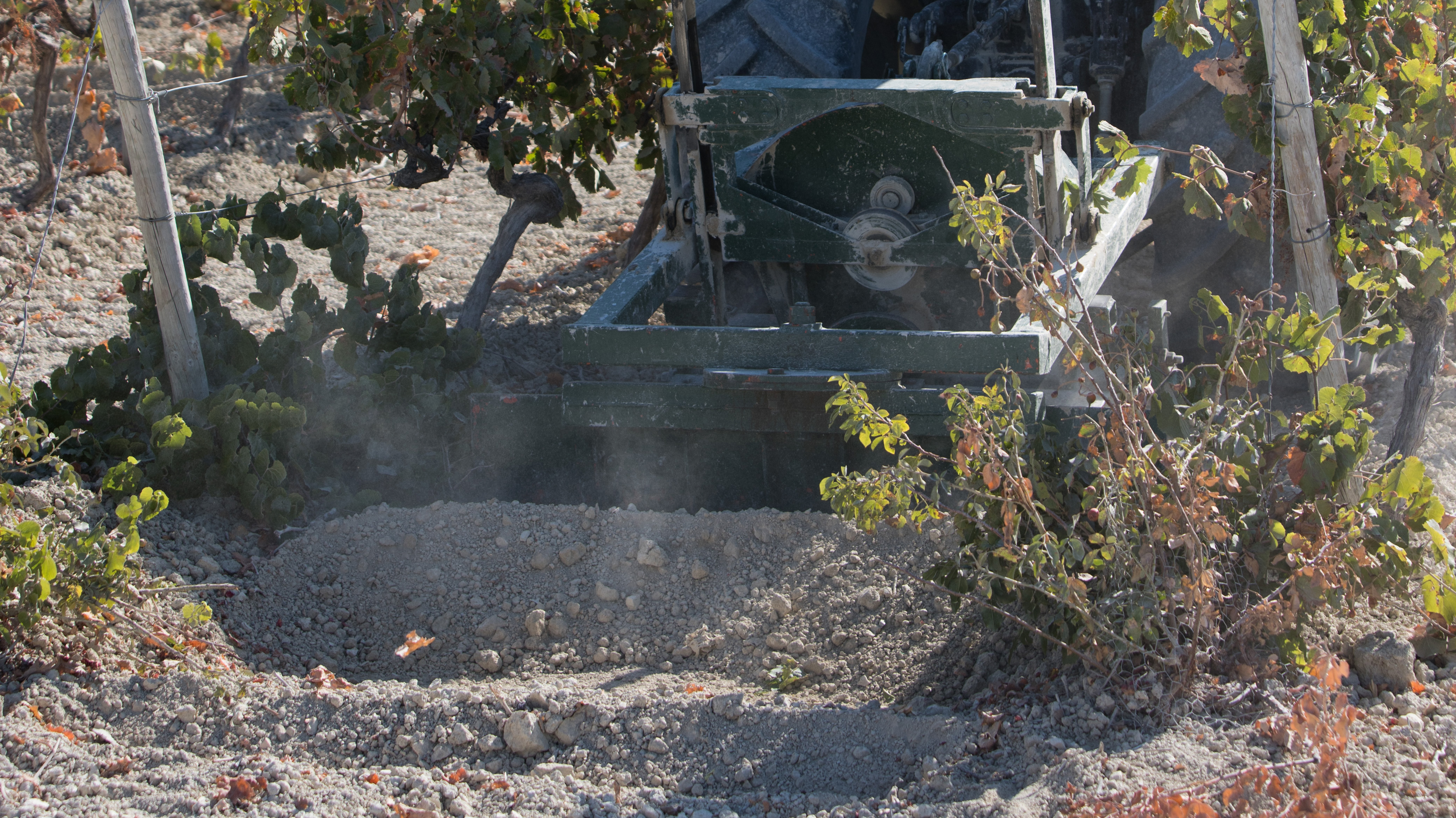 Tío Pepe in the Vineyard, september: Aserpiado