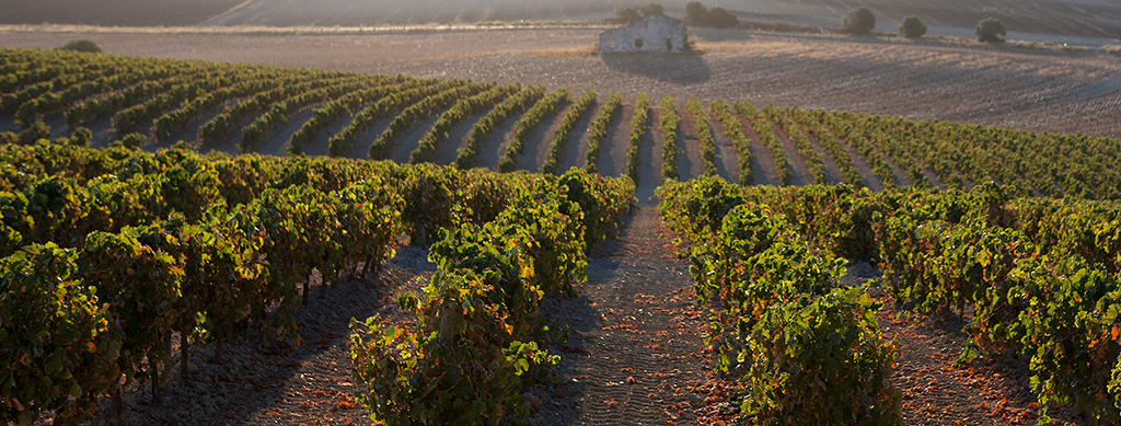 ¿Qué es el Mosto en Jerez?. Guía básica para iniciarte.