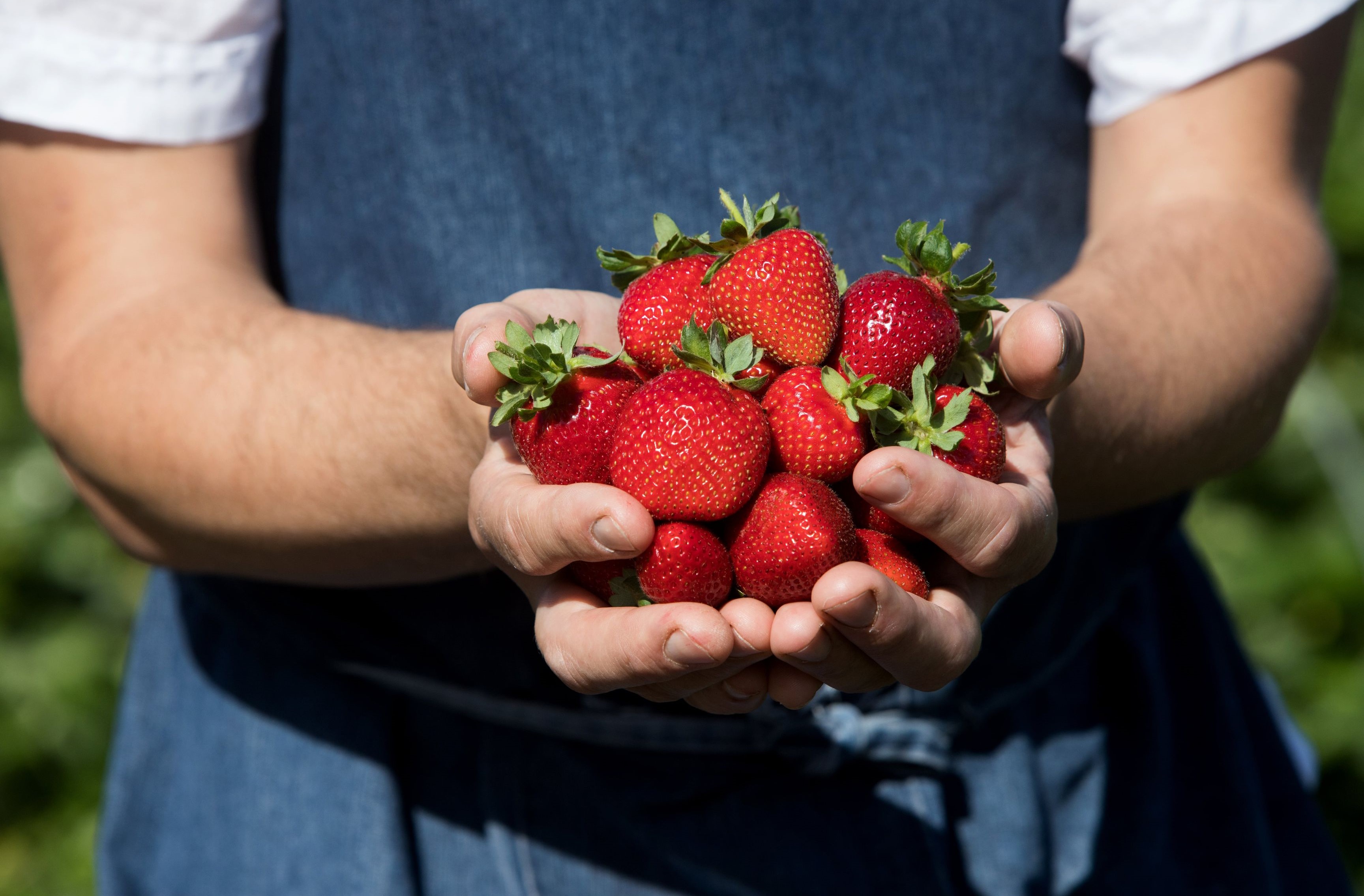 Fresas de Vejer - Patria Pura