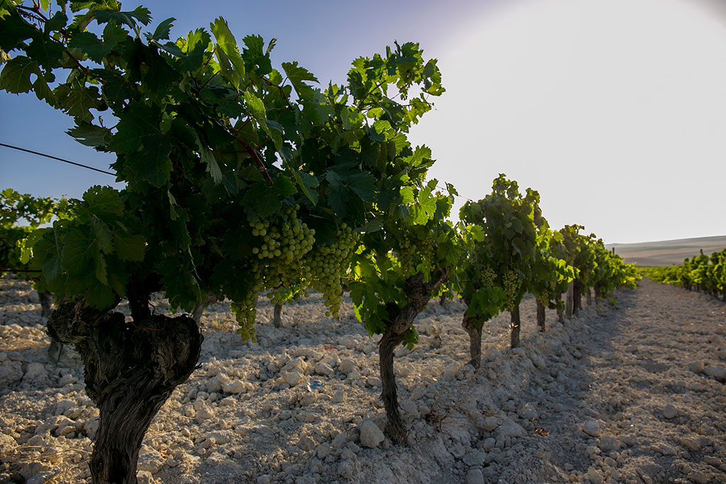 Viñedo de uva palomino, en el mes de Agosto.