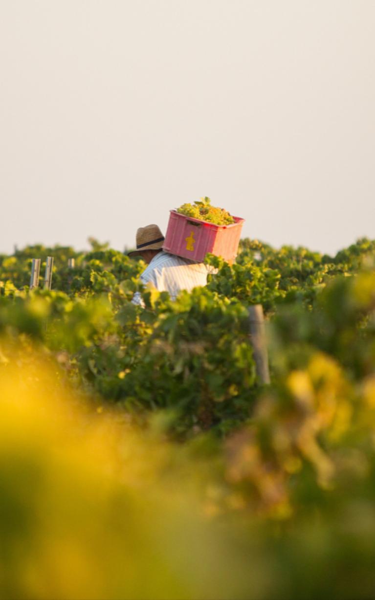  Discover the process of making Sherry.