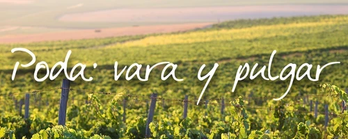 Tío Pepe en La Viña, Enero: Poda Vara y Pulgar