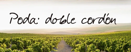 Tío Pepe en La Viña, Enero: Poda Doble Cordón
