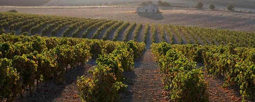 ¿Qué es el Mosto en Jerez?. Guía básica para iniciarte.