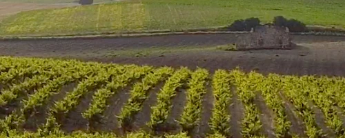 Viña Canariera