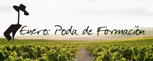 Tío Pepe en La Viña, Enero: Poda de Formación