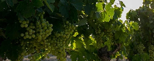 Vino Fino