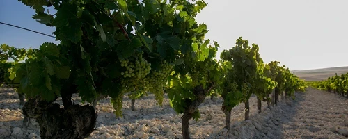 Vino Fino