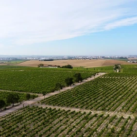 foto viña y Jerez
