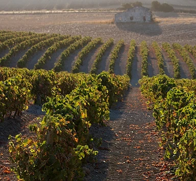¿Qué es el Mosto en Jerez?. Guía básica para iniciarte.
