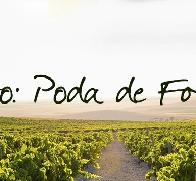 Tío Pepe en La Viña, Enero: Poda de Formación