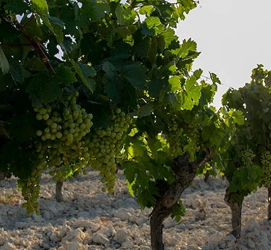 Vino Fino